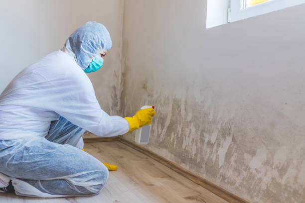 Licensed Mold Inspection service in Northumberland, PA - WQB Mold Removal
